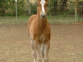 Rudi (foal)