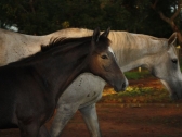 Spindrift (foal)